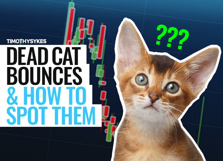 Dead Cat Bounces and How to Spot Them Thumbnail